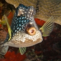 pucker up trunkfish_26eed89121457ba6f870dbeefa4791bc.jpg